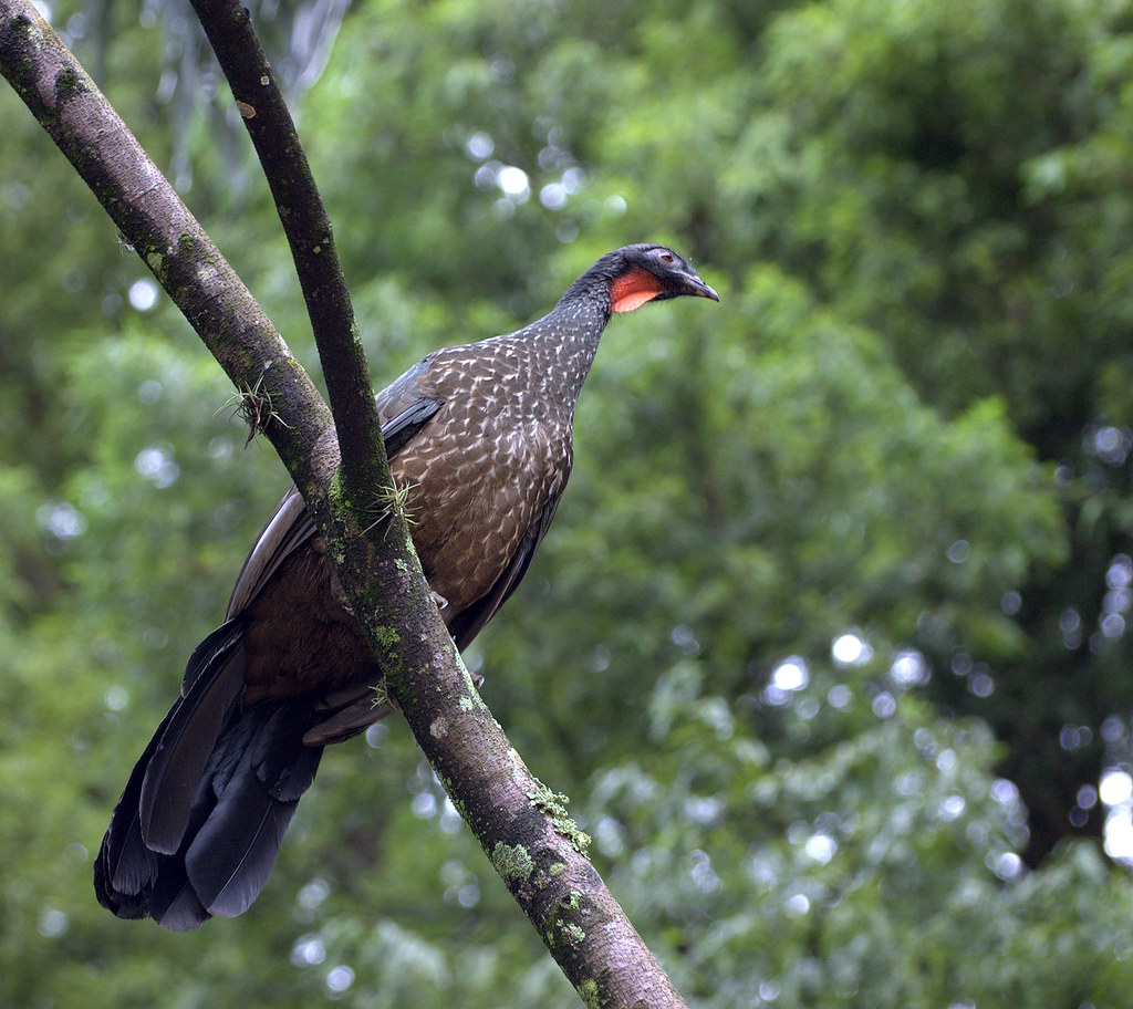 O Jacu A 'Penelope Obscura' é uma ave popularmente conheci… Flickr