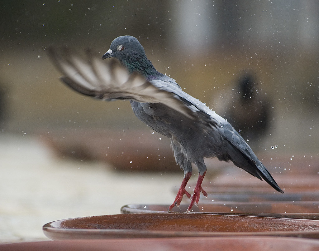Spread my wings and fly away ! Title by BD farooq ahmed Flickr