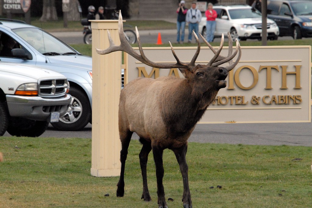 Bull Elk (Cervus elaphus) Bugling, Yellowstone National Pa… Flickr