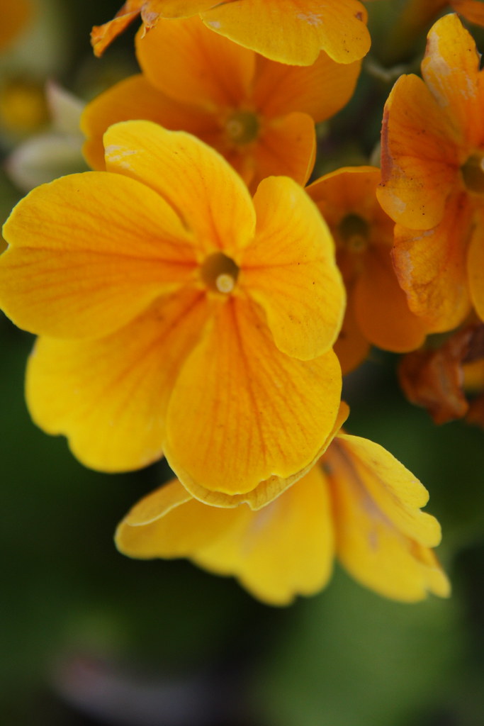 Flowers, Victoria Park Chris Hoare Flickr