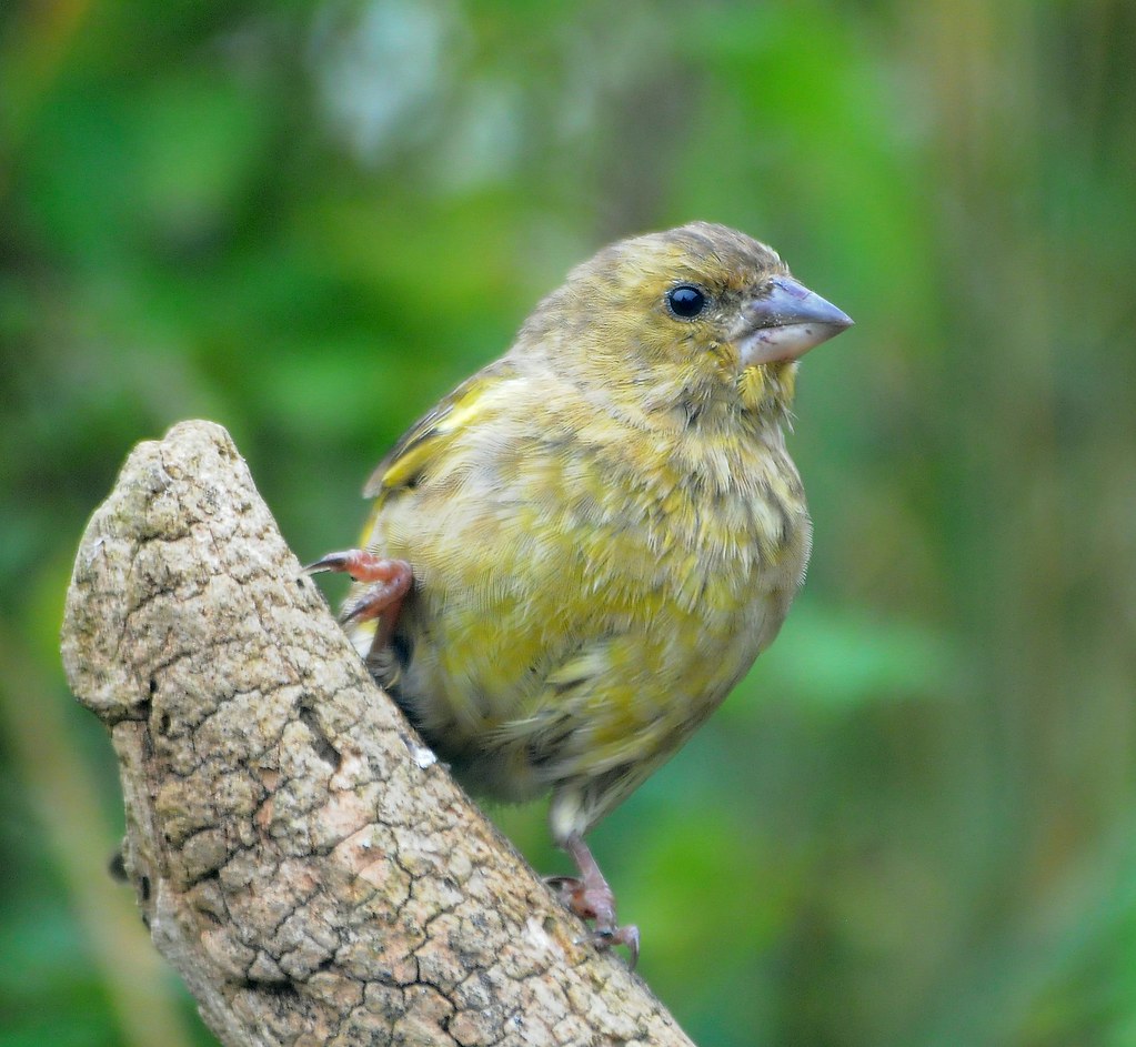 Morning Green Finch Also known as a Green in parts … Flickr