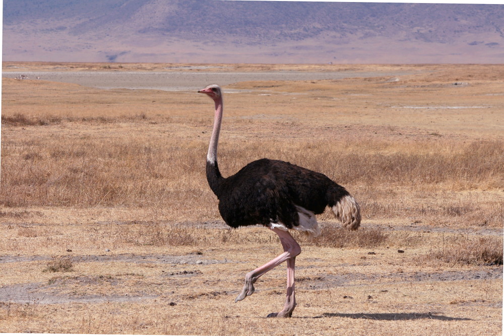 Ostrich Ostrich Doug88888 Flickr