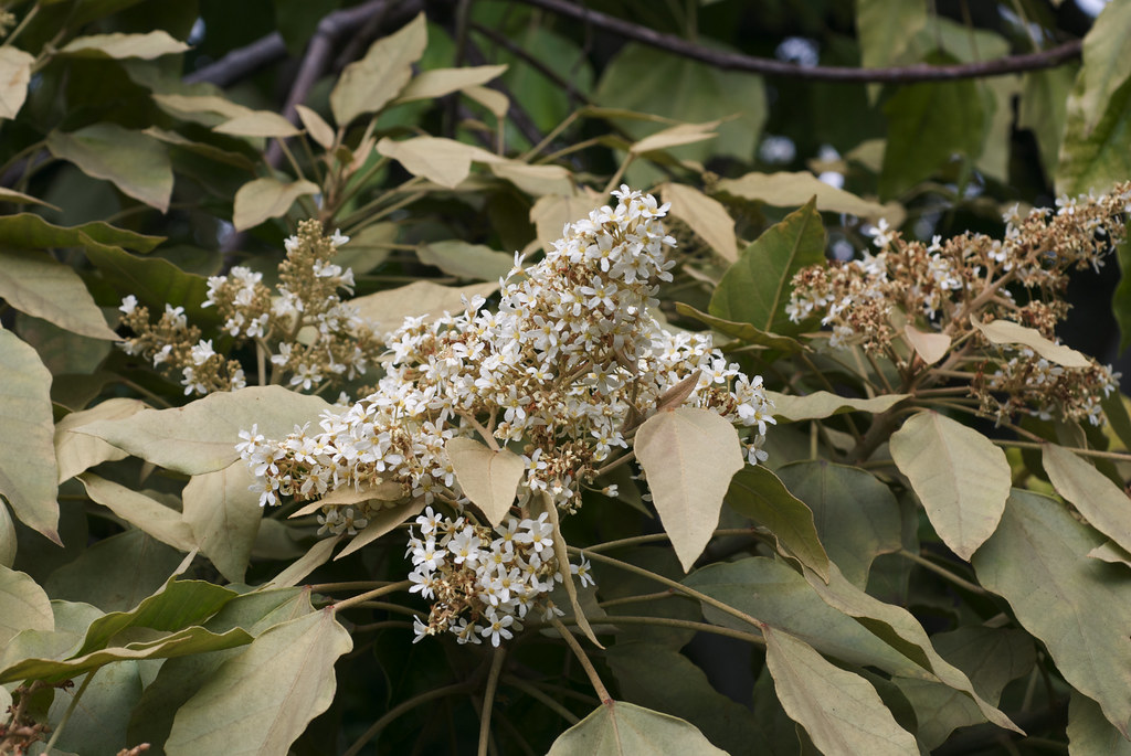 Aleurites moluccana Common name Candlenut tree State Tree… Flickr