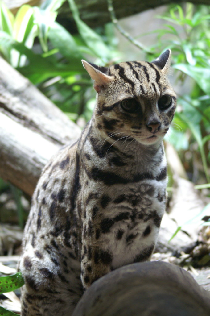 Leopard Cat Singapore Zoo Damon Billian Flickr