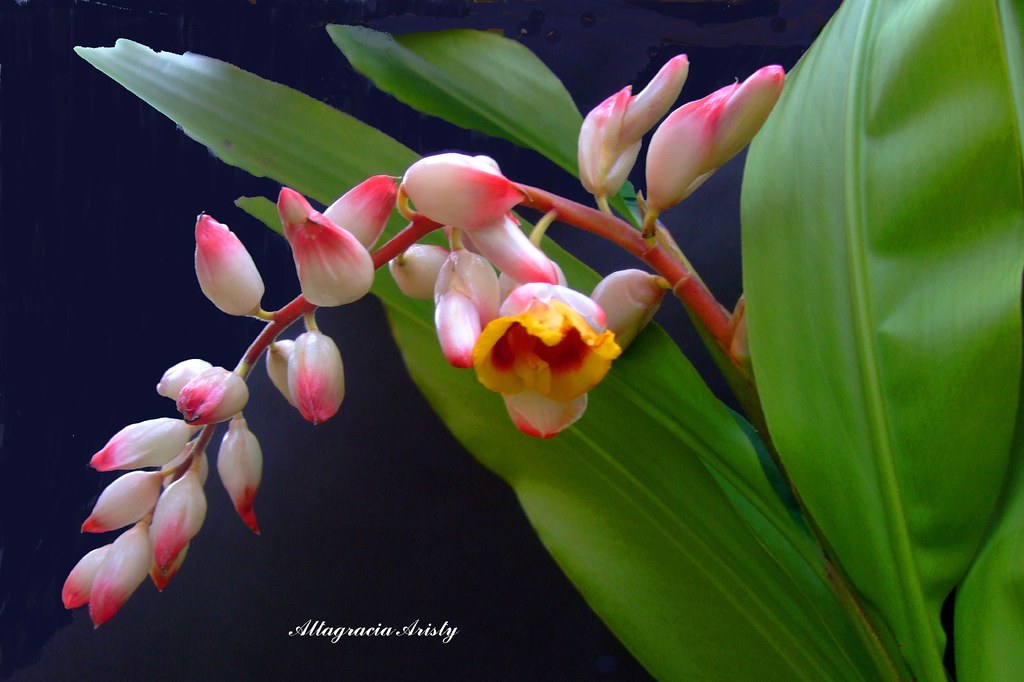 Alpinia/Ginger/Flores de Dragón/Dragon Flowers a photo on Flickriver