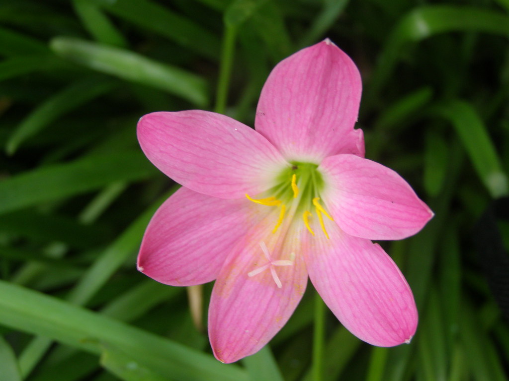 Zed Dialogue Send Flowers To Miami Florida / Flowers Miami, FL