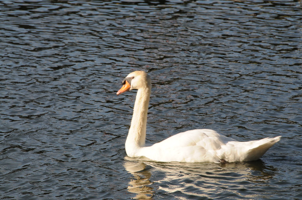 Un Cygne à Quintin Cygne au bord du Lac de Quintin (22