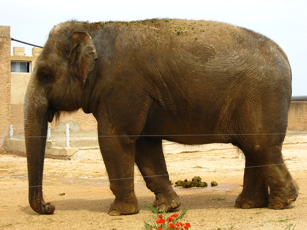 Elephant Auto Safari Zoo (Safari Zoo), Sa Coma, Mallorca