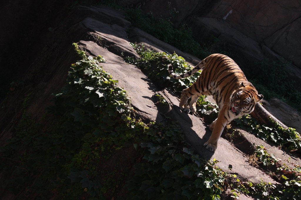 eye of the lincoln park zoo. tigger. no. tiger. P Melody Joy