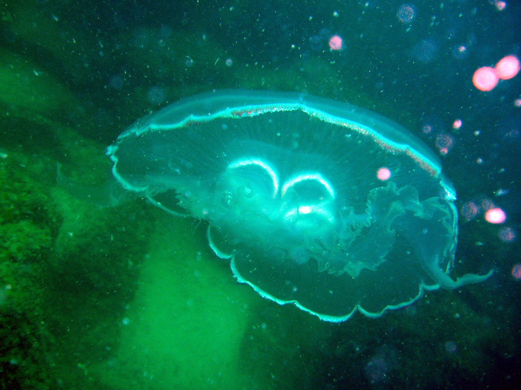 p9280388 Imagine finding a Moon Jellyfish off the coast