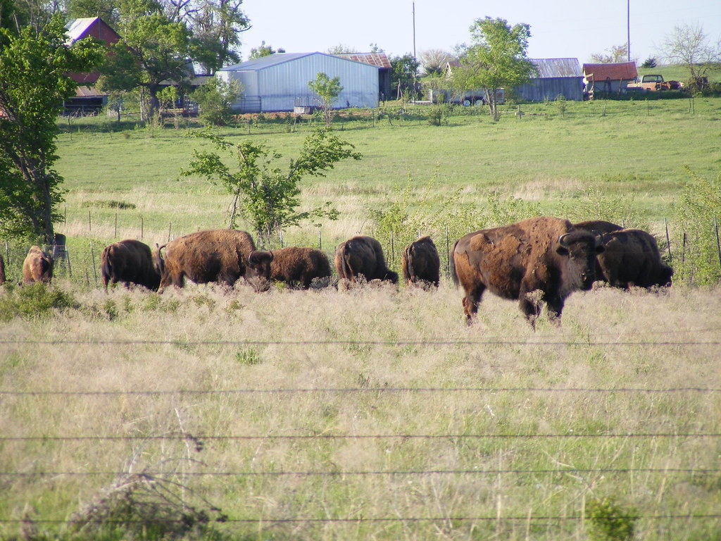 Buffalo ok bison Darren Flickr