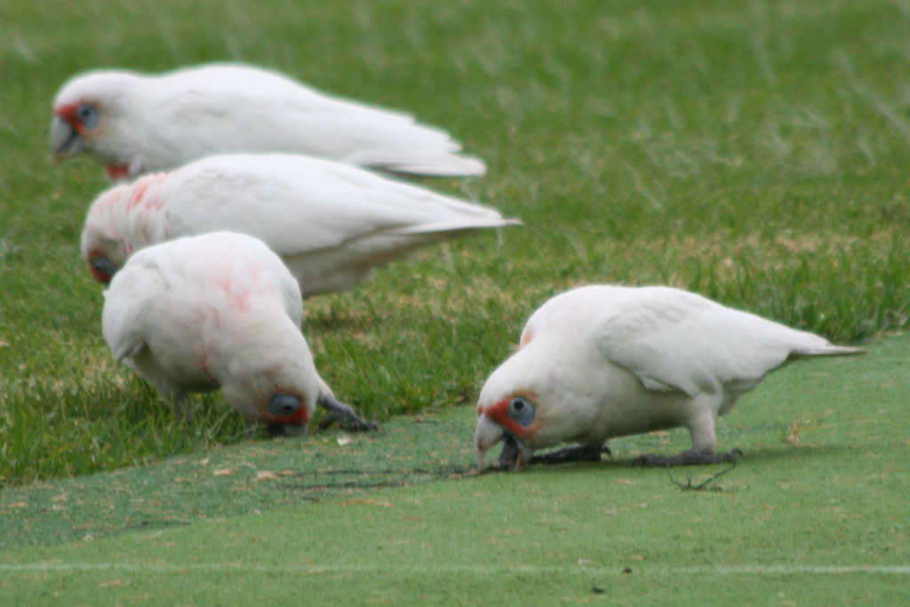 Cockatoos destroying the lawn 03 Tea Lover For Ever Flickr