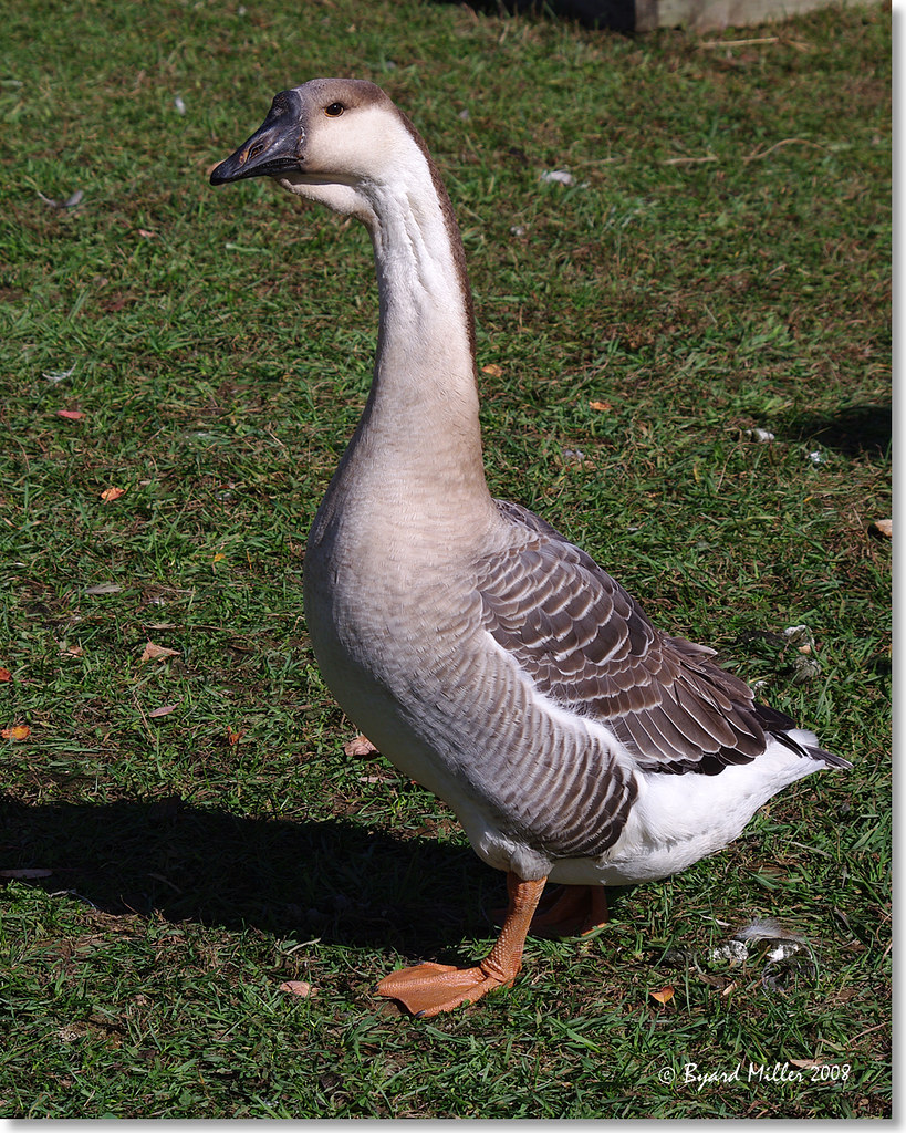 African Gray Goose African Gray Goose Alyson's Orchard Wal… Byard