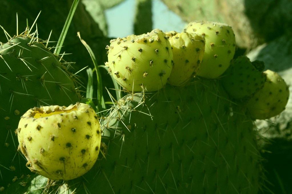 Tuna Fruta del Nopal Francisco Trejo Flickr