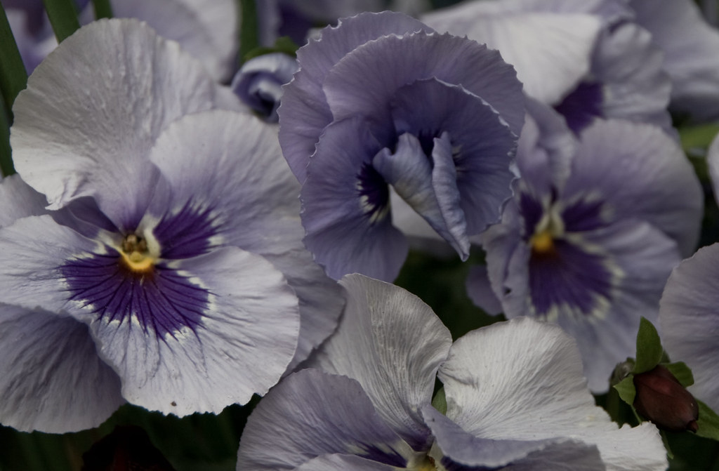 pansy john Flickr