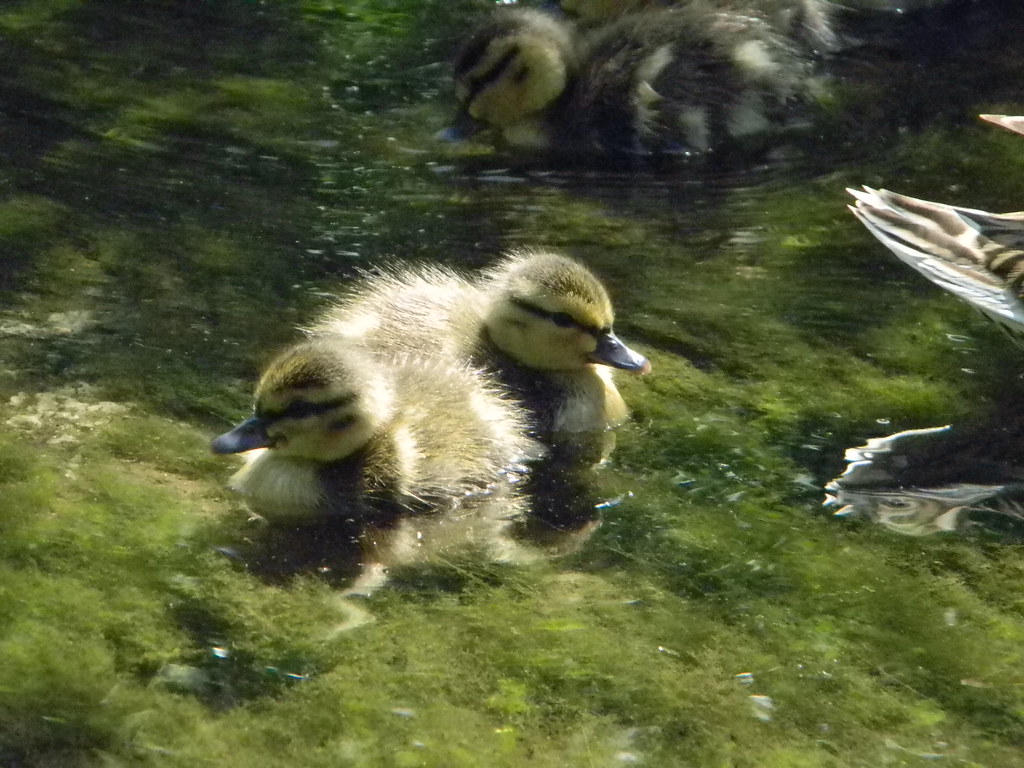 Picture 090 Gary West Flickr