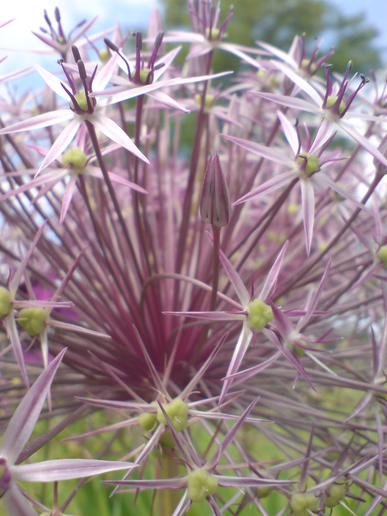 Purple round flower name that flower ??? sharon Flickr