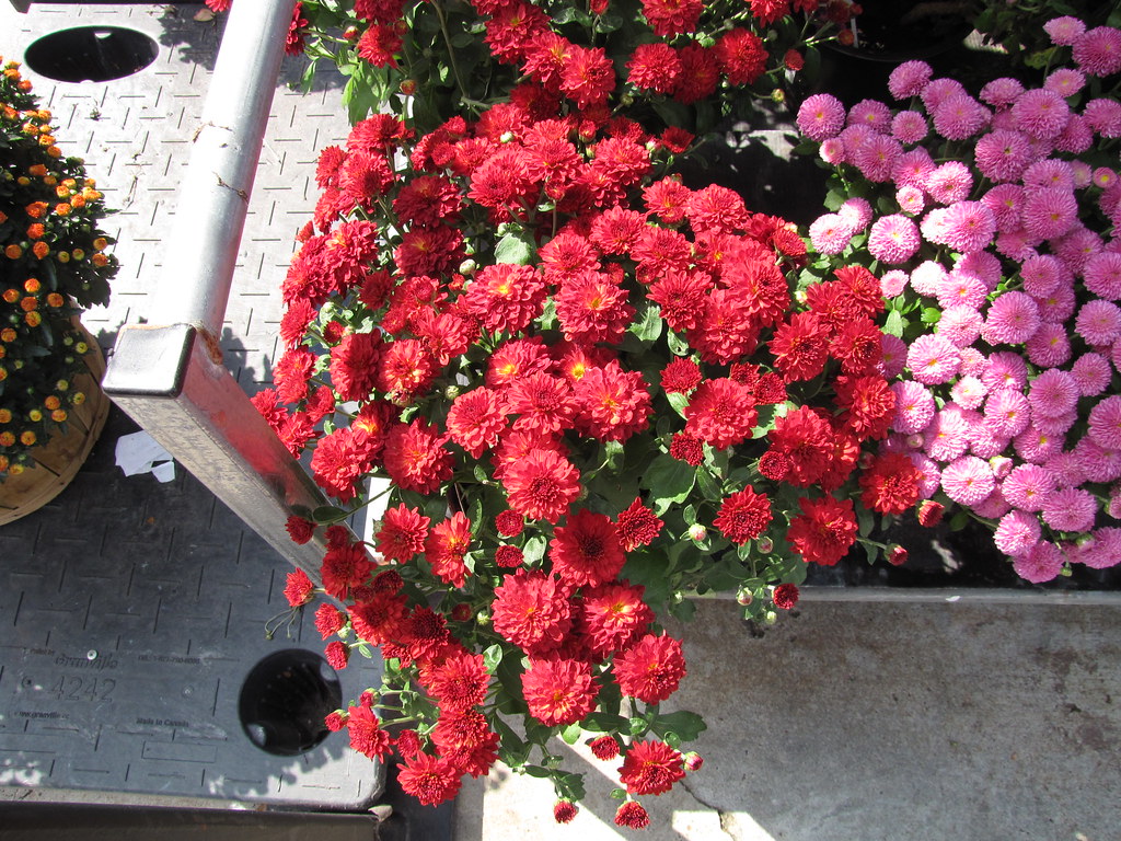 Pink dahlias and red mums Suemil Flickr