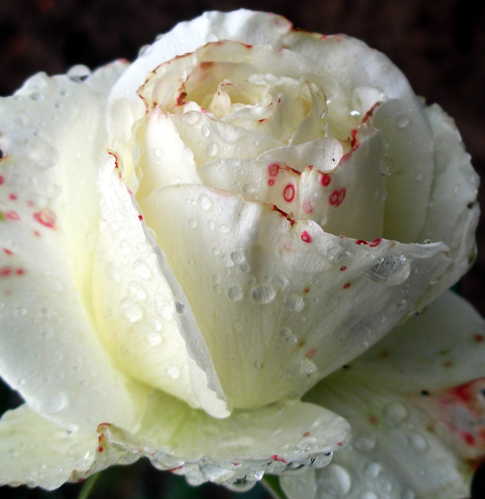 Freshen up in the morning. Maria Slominski Flickr