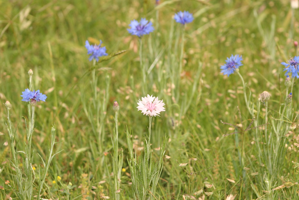 Wildflowers Breckenridge Park, Richardson, TX Michelle Haller Flickr