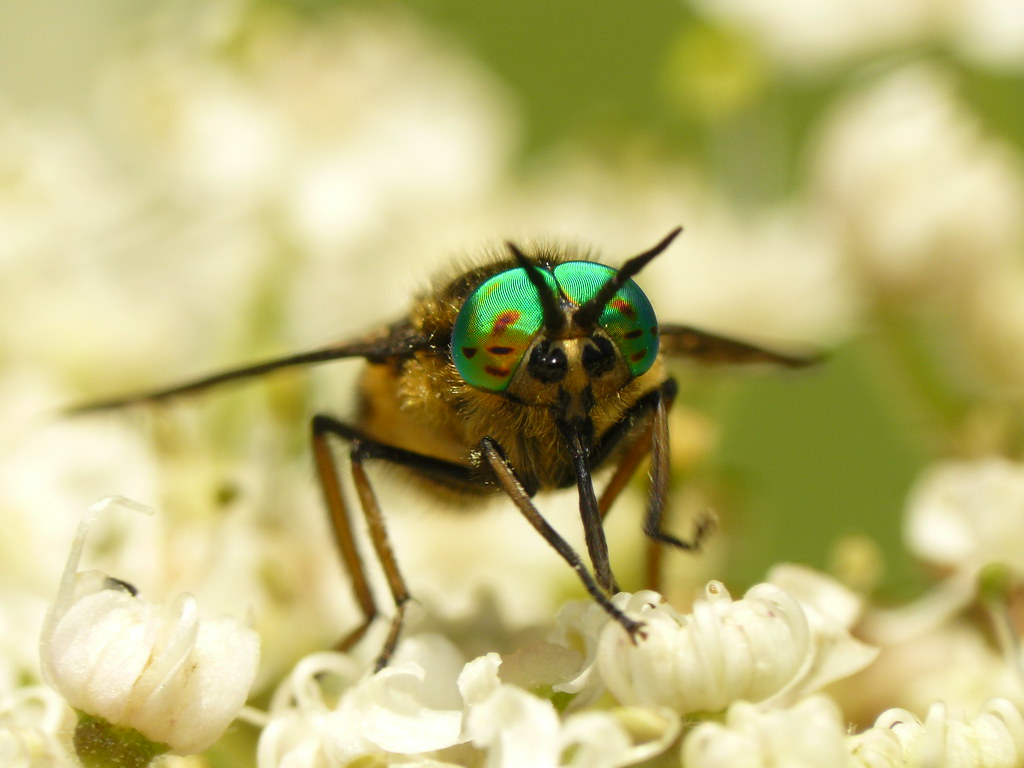 Greeneyed Horsefly (Chrysops relictus) 2 Chrysops relict… Flickr