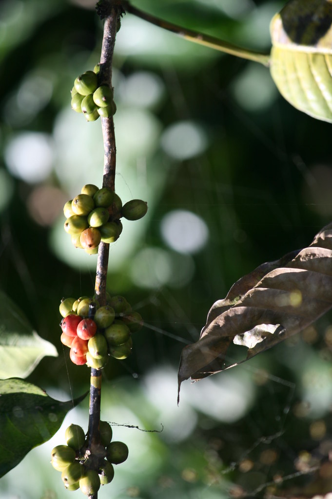 IMG_5286_& The growing coffee beans huai* Flickr