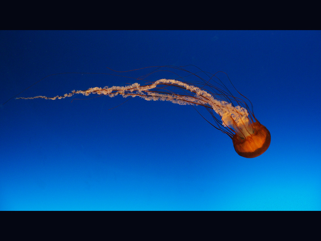 Jellyfish Orange 2 Spectacular jellyfish at a big aquarium… Flickr