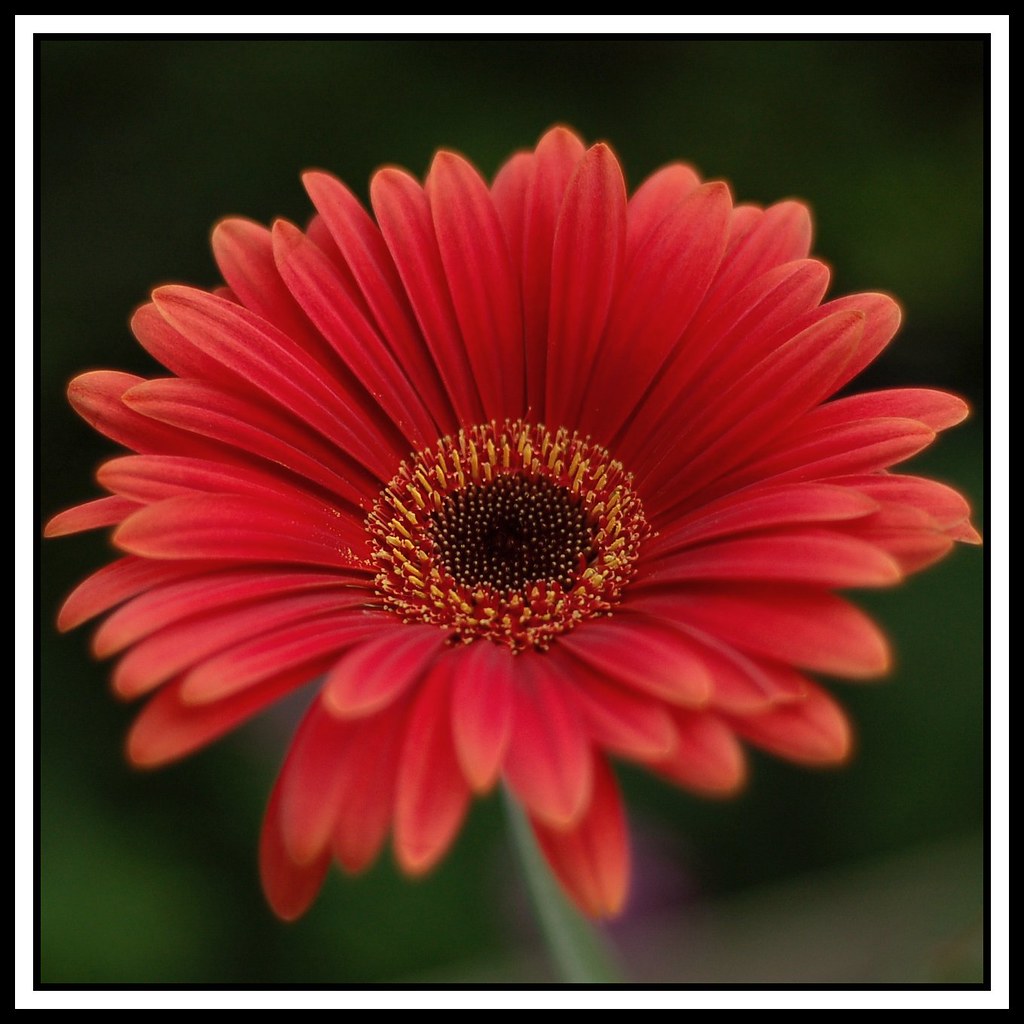 Gerbera Daisy..... Just to brighten up this cold winters d… Gale's