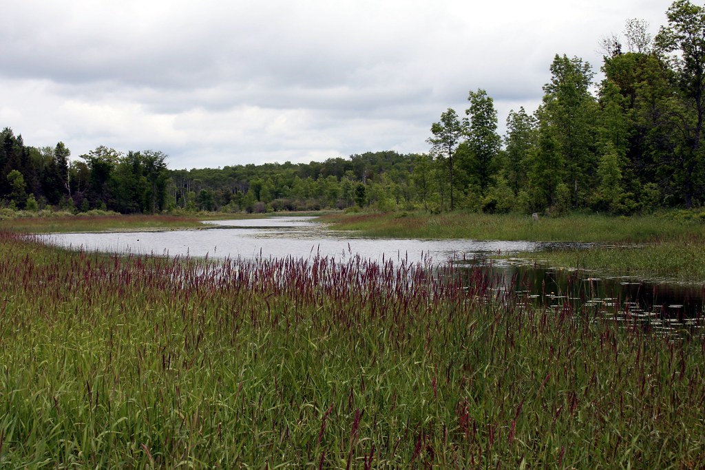 Drummond Island 08 235 On Drummond Island, Michigan. Pleas… Flickr