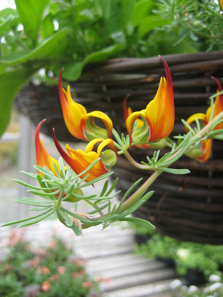 Ardwell gardens flower. JemmaDornan Flickr