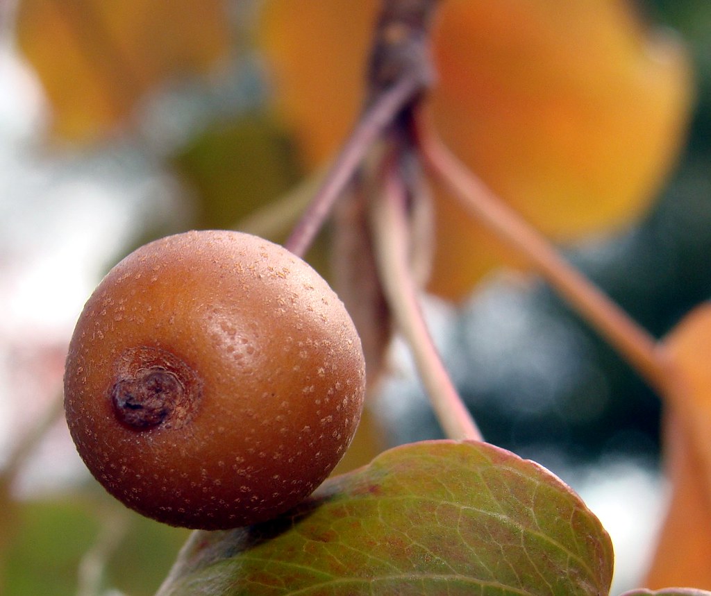 It's true, there are pears on Bradford pear trees but t… Flickr