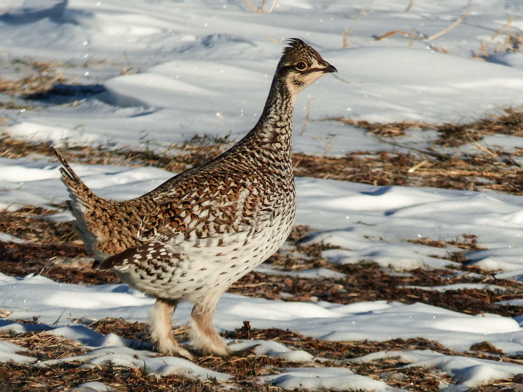 Sharptailed Grouse How do birds survive in very cold temp… Flickr
