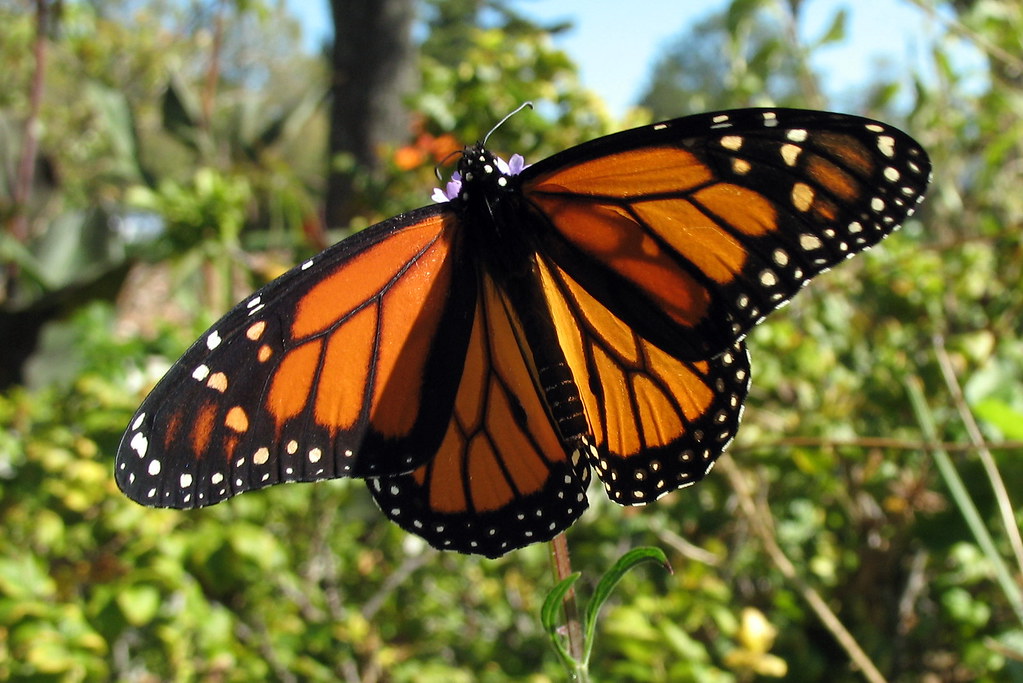 Monarch Butterfly Ault Park, Cincinnati, Ohio Bunny8907 Flickr