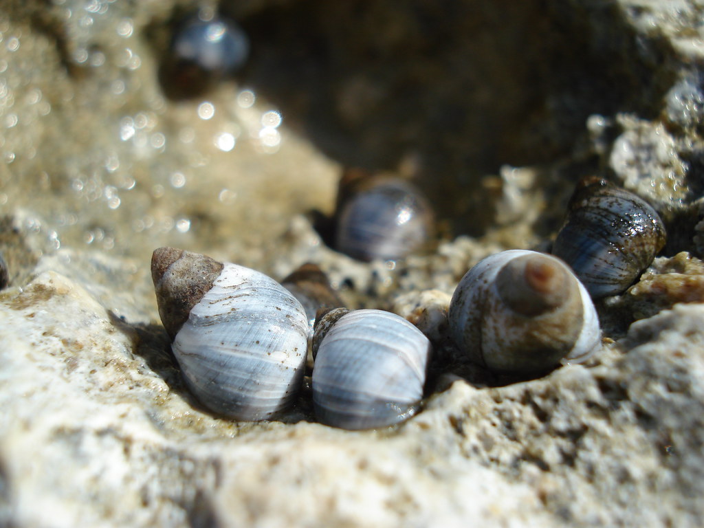 Periwinkles Austrolittorina unifasciata Austrolittorina u… Flickr