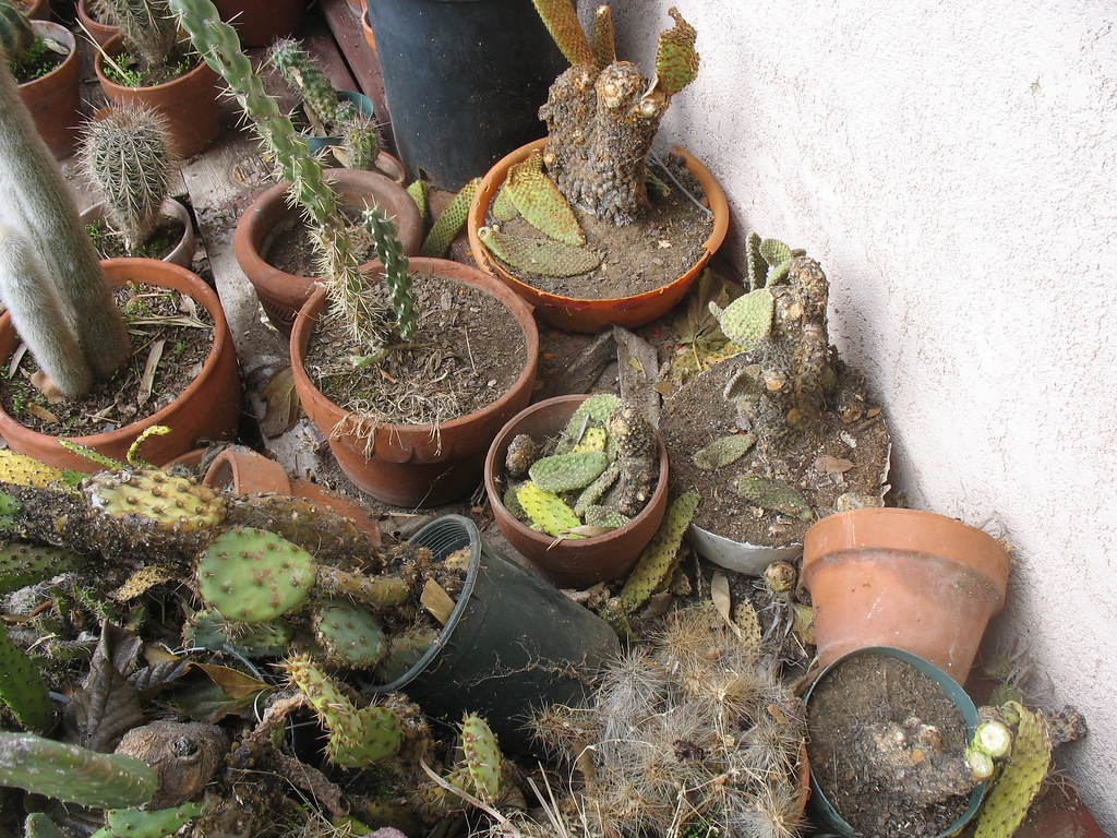 Cactus Damage BAD dog!! Jan Yarnot Flickr
