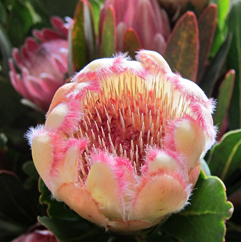 Protea Seen in Victoria Market Melbourne, Australia. Mary Faith. Flickr