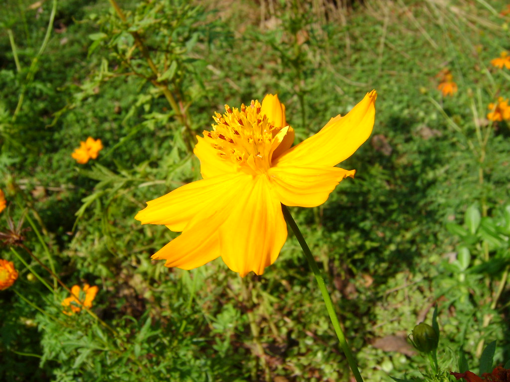 flora indiana 01 Ad Auroville ho passato la maggior parte … Flickr