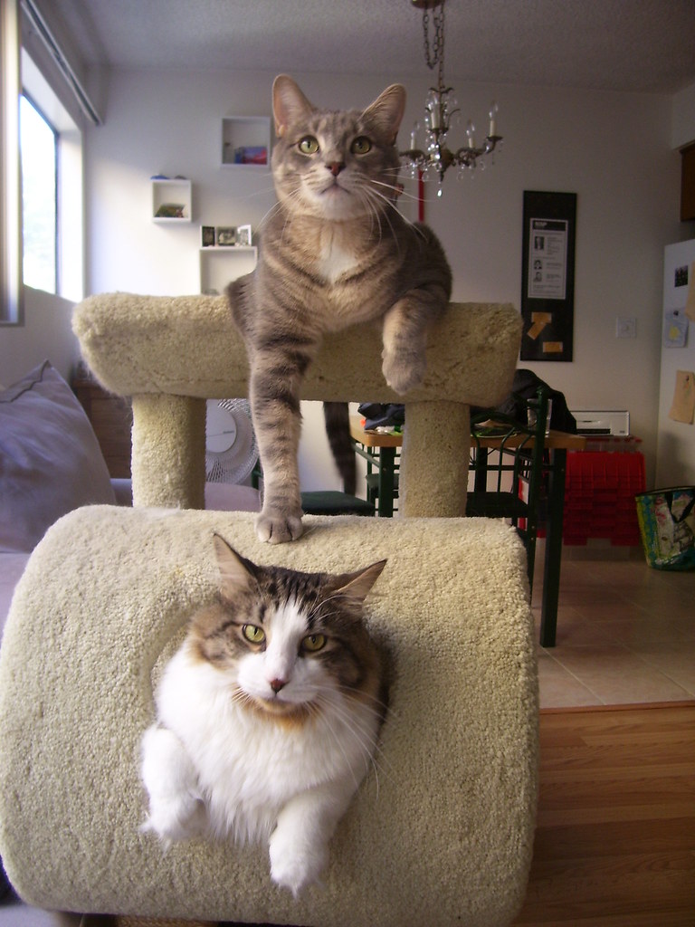 giant cats lorange Flickr