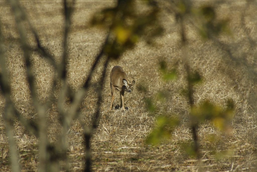 Whitetail Deer in Aurora Was driving down Leslie somewhere… Flickr