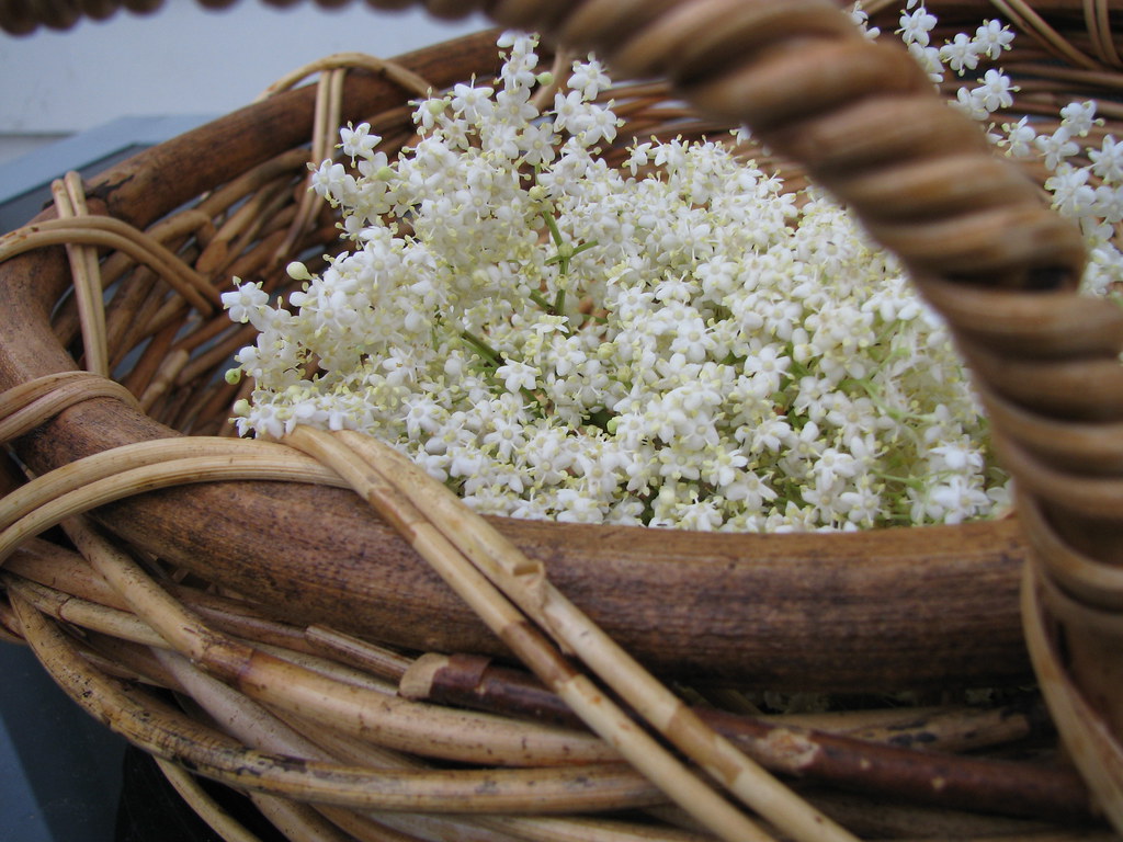 Elder flowers Elder flowers harvested for making Elder flo… Flickr