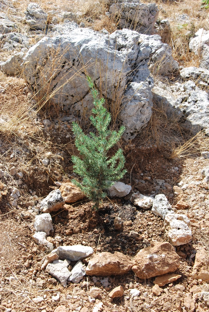Cedar of Lebanon 1 Scientific name = Cedrus libani 2
