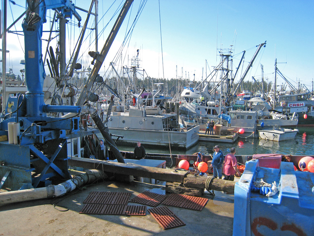 Herring Spawn Vancouver Island Annual Herring Spawn Bir… Flickr