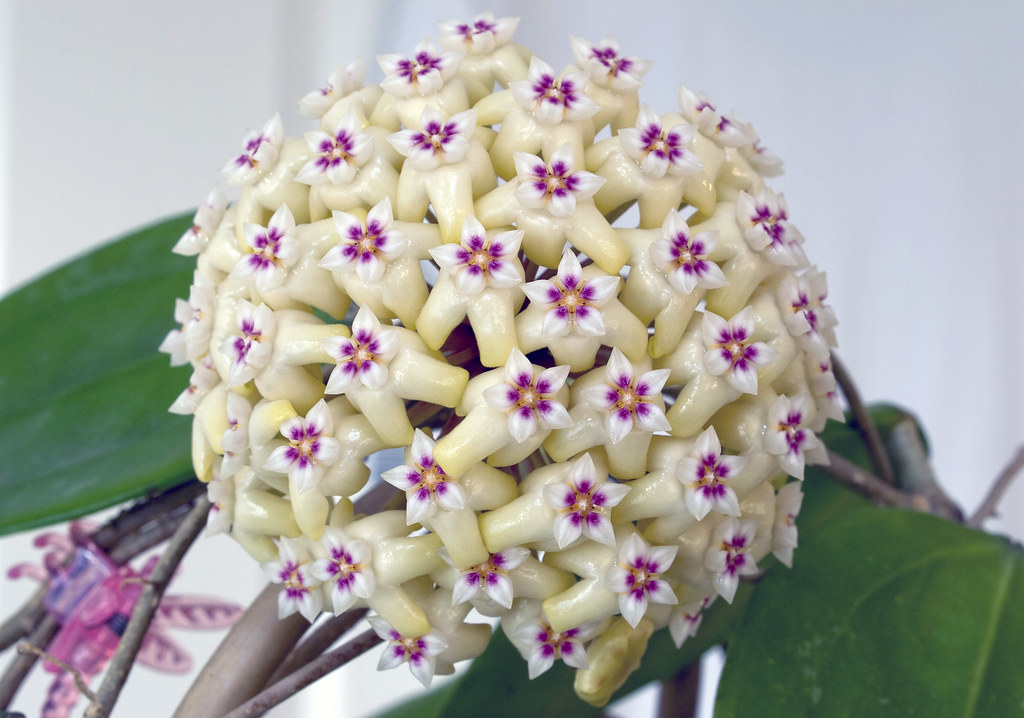 Hoya rigida This Hoya smells absolutely amazing. Ann Strahm Flickr