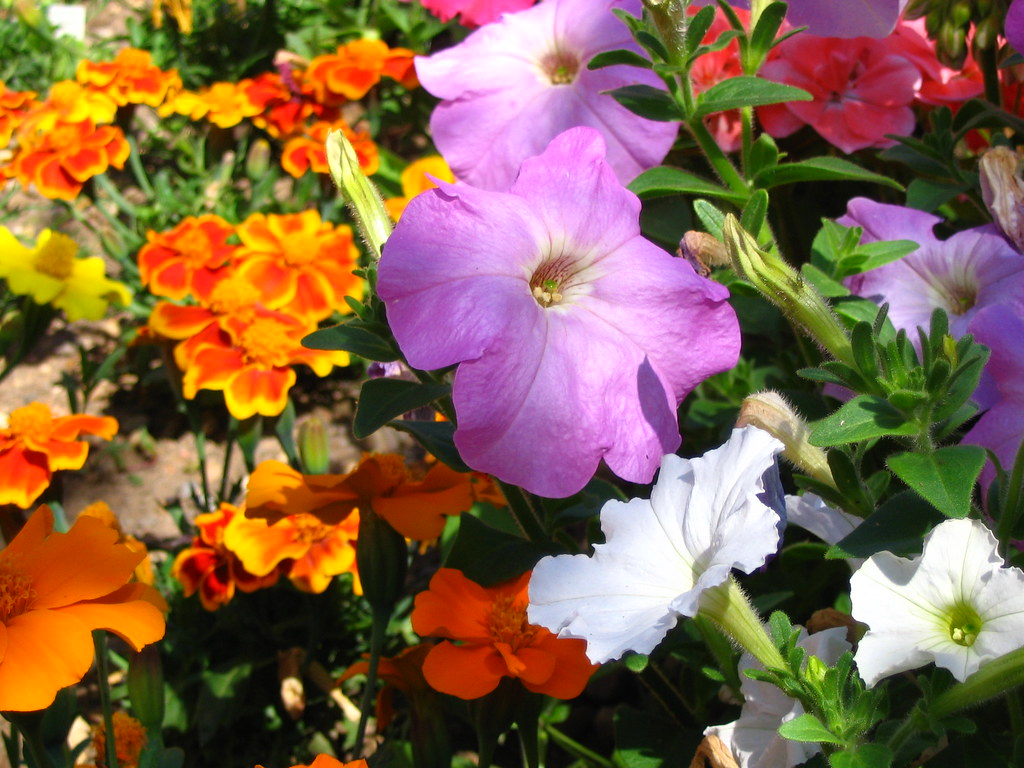 FLOWERS FROM GARDEN Trevor P Flickr
