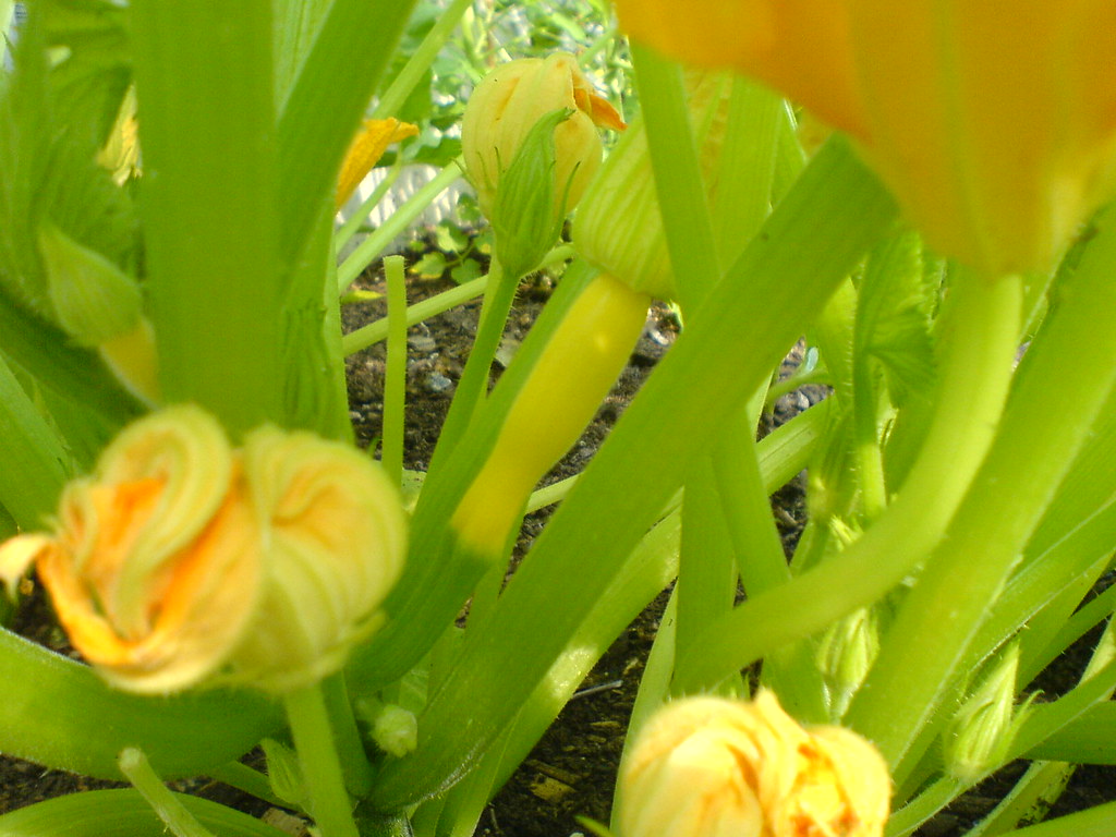 DSC00229 little baby squash 7/18 Robin Minkel Flickr