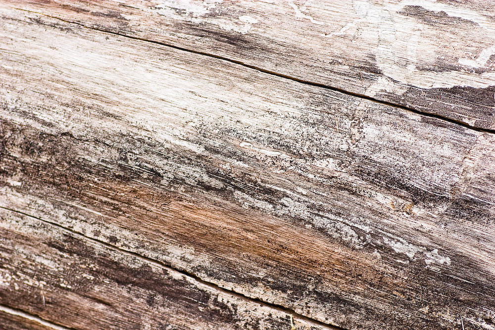 marshillwalnut26 Asheville Treecyclers Flickr