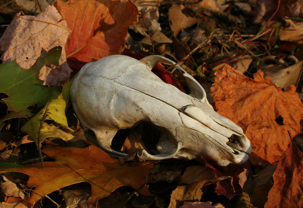 Brittle Bones Caught a glimpse of this little skull on the… Flickr