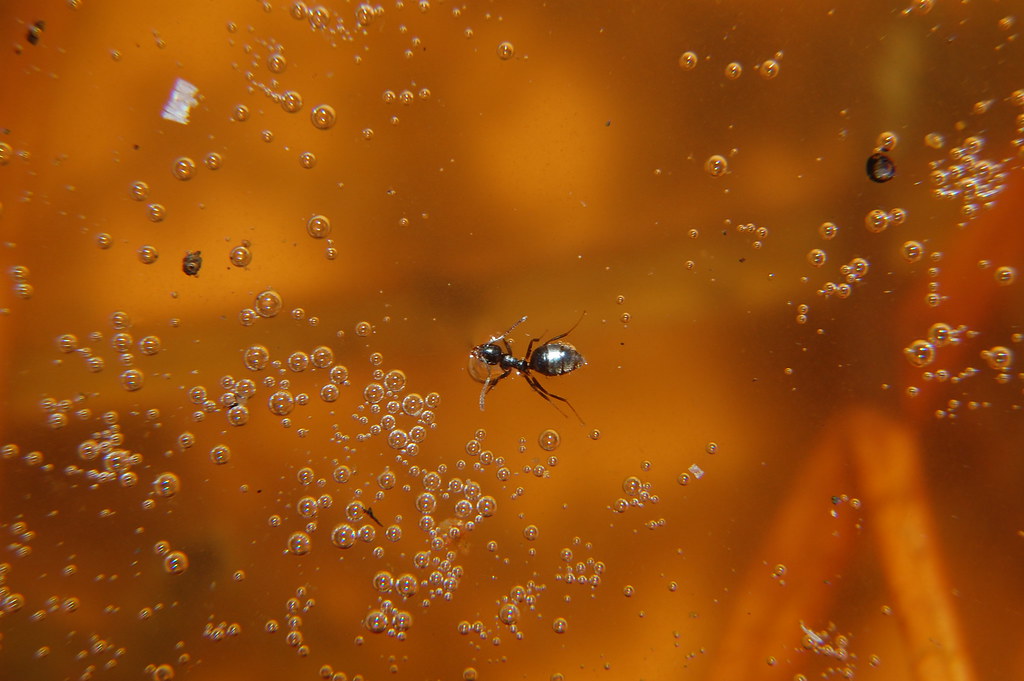 Drowning Ant I shot this of an ant drowning in some really… Flickr
