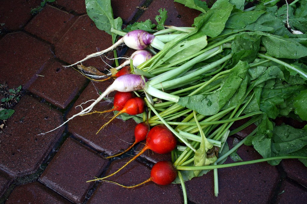 Golden beets and summer turnip for two arrowlakelass Flickr