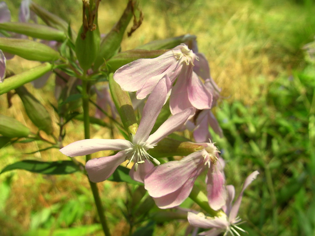 Common Soapwort The Sink, Abercrombie NP Ian Sutton Flickr